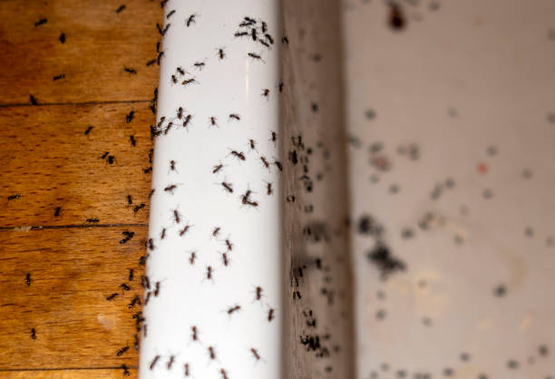 Best Residential Pest Control  in Woodworth, LA