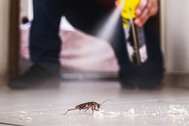Best Ant Control Services  in Woodworth, LA
