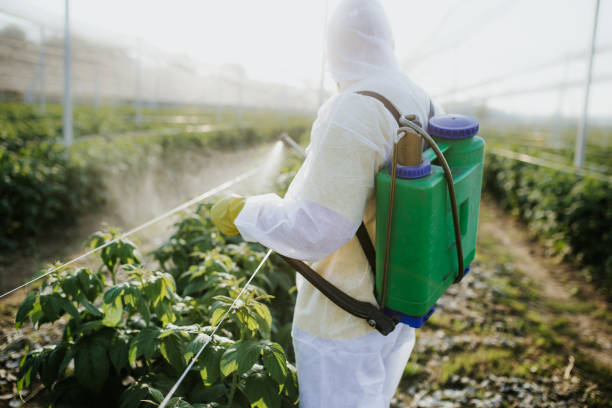 Best Bed Bug Extermination  in Woodworth, LA